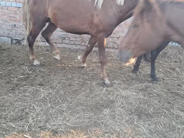 Aygır, Horse breed