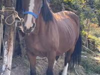 Kuda betina, Horses — foto 1