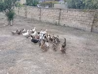 جرمن پکین — عکس 6