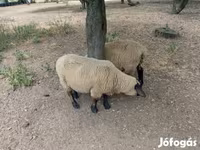 แกะตัวผู้, White Suffolk sheep — รูปภาพ 2