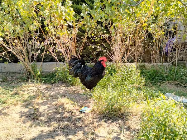 Australian Pit Game fowl — Azerbaijan