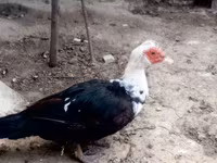 domaća muskovska patka — fotografija 1