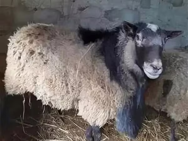 ஆண் ஆடு, Edilbay sheep