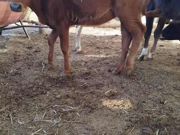 گاو ماده, گاو