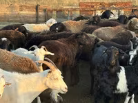 Schaf, Edilbay sheep — Foto 5