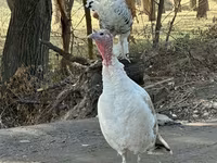 Turkeys — تصویر 3