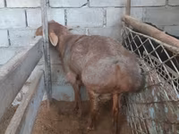 قوچ, گوسفند — عکس 2