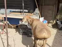 Baran, Arashan sheep — zdjęcie 5