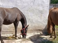 مادیان, اسب — عکس 2
