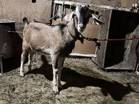 Billy Goat, Nubian Goat — photo 4