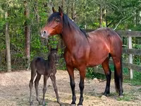 Kobyła, Rocky Mountain Horse — zdjęcie 6