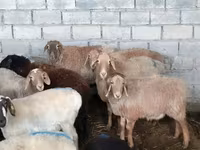 Schaf, Tian-Shan semifinewool sheep — Foto 6