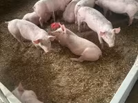 Pigs (batch, sex not specified) — photo 2
