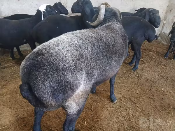 Dume la kondoo, Kondoo