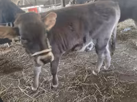 Bulle, Swiss cattle — Foto 2