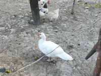 Domestic Muscovy — sawirka 5