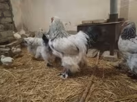 براهما — عکس 5