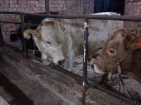 Bulle, Swiss cattle — Foto 7