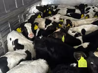 የከብት እንስሳት (ቡድን፣ ጾታ አልተጠቀሰም), Russian Black pied cattle — ፎቶ 3