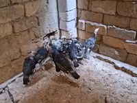 برنزی — عکس 4