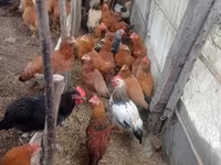 Chickens — الصورة 8