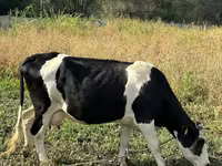 Krava, Russian Black pied cattle — foto 1