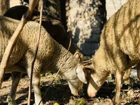 Vædder, Merinoland sheep — foto 5