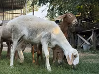 Får, Arashan sheep — foto 2