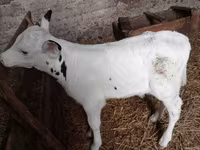 Bull, Holstein breed — photo 1