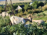 Էգ այծ, Այծեր — լուսանկար 5
