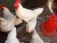 Chickens — عکس 2