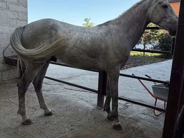 Cheval, Orlov Trotter