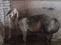 Ovan, Hissar sheep — fotografija 3