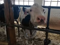 Vacă, Rasa Holstein — foto 5