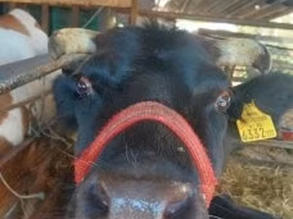Cow, Cattle — Hungary