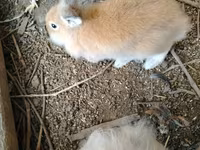 Chickens — الصورة 7