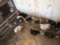 Chickens — 照片 7