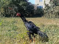 Shamo chickens — foto 2