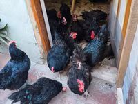 Australorp — foto 3