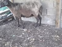 Montone, Pecore — foto 1