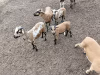 公羊, Cameroon sheep — 照片 5