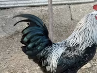 Chickens — عکس 6