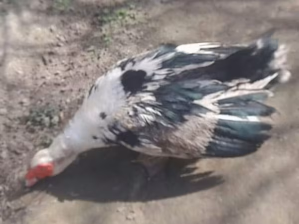 Ducks