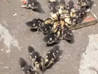 Ducks — снимка 3