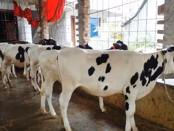 Cow, Holstein breed — Bangladesh