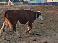Үнээ, Latvian Blue cattle — 3 зураг