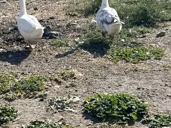 Geese