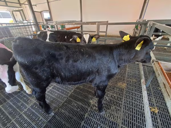 Крава, Russian Black pied cattle