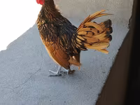 Chickens — 사진 2