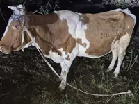 گاو ماده, Simmental cattle — عکس 6